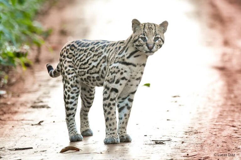 Un fotógrafo de naturaleza registró la marcha de un hermoso Ocelote en la Ruta Nac. 101, camino al PN Iguazú