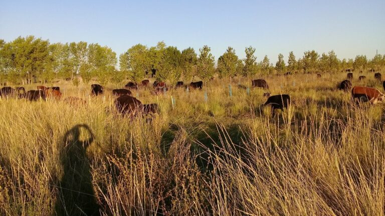 Sistemas silvopastoriles en Río Negro: «Una oportunidad emergente en el Valle de Conesa»