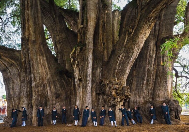 Curiosidades de la naturaleza: el Árbol del Tule en Oaxaca, México, tiene más de dos mil años de vida y es el más ancho del planeta