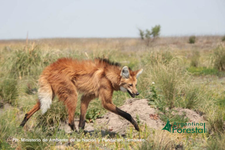 Reinsertaron a un aguará guazú rescatado a una reserva natural de Santa Fe