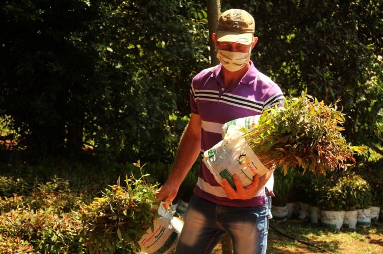 Misiones: el Plan Leña Renovable logró en una década forestar más de 21 mil hectáreas de eucaliptos con fines energéticos