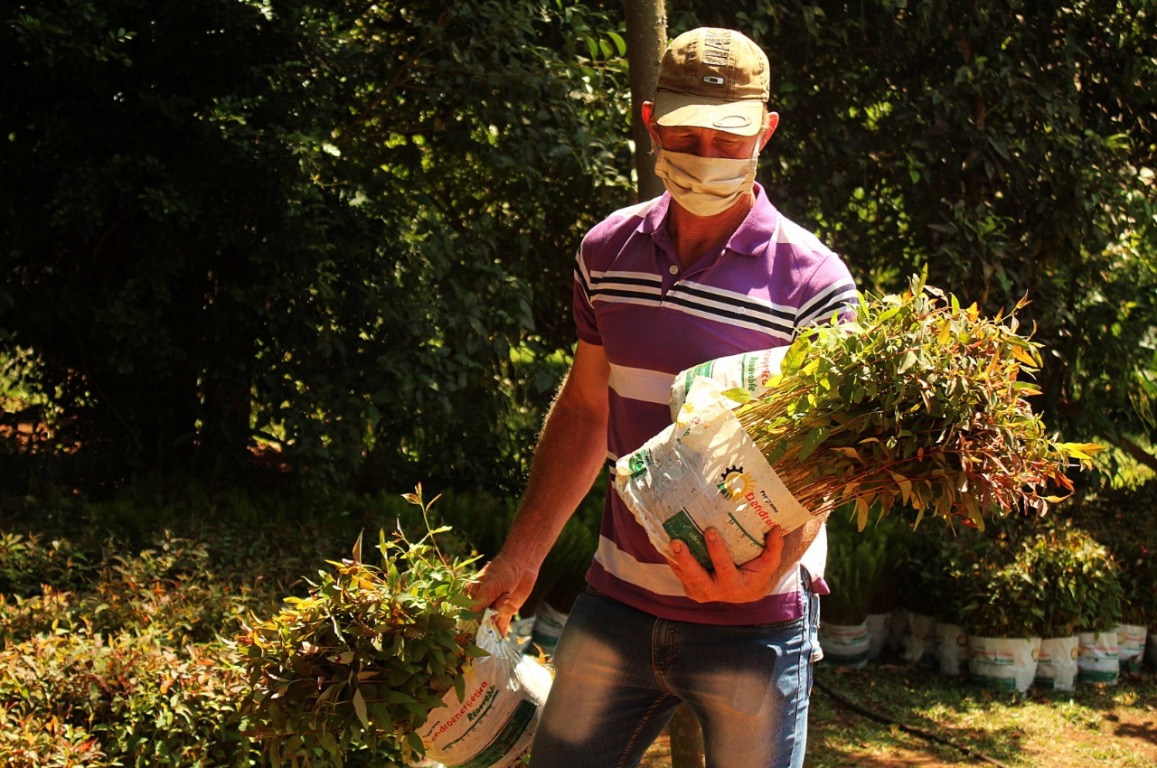 Plan El Soberbio entrega de plantines de eucalitus 4 (2)