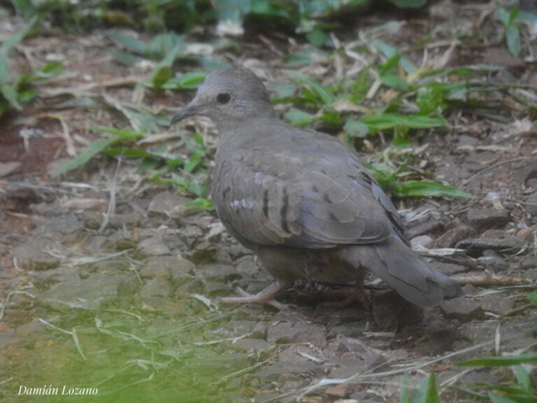 Al sur de Misiones, en un jardín de Candelaria, registraron a la Torcacita enana