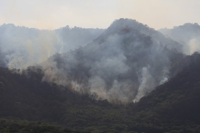 El desastre de los incendios forestales afecta la selva de las Yungas jujeñas