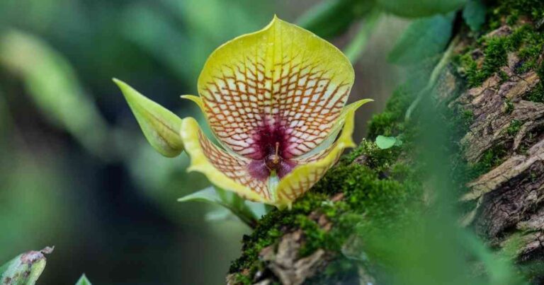 Unas 723 plantas que los humanos utilizan como medicina están amenazadas de extinción