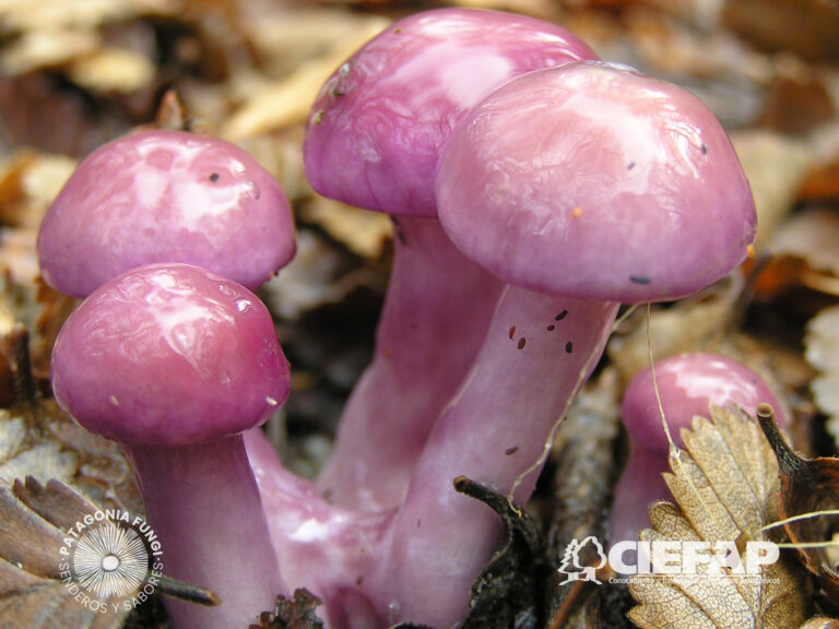 Crearon la primera App del país para identificar hongos comestibles de los bosques patagónicos