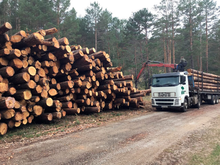 España: En Aragón la superficie forestal certificada en 2020 alcanzó más de 126 mil hectáreas, la mayor comunidad con gestión sustentable PEFC