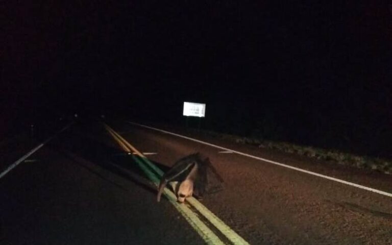 En áreas del Parque Provincial Pto. Península, al norte de Misiones, guardaparques evitaron el atropellamiento en la ruta de un Oso Hormiguero grande
