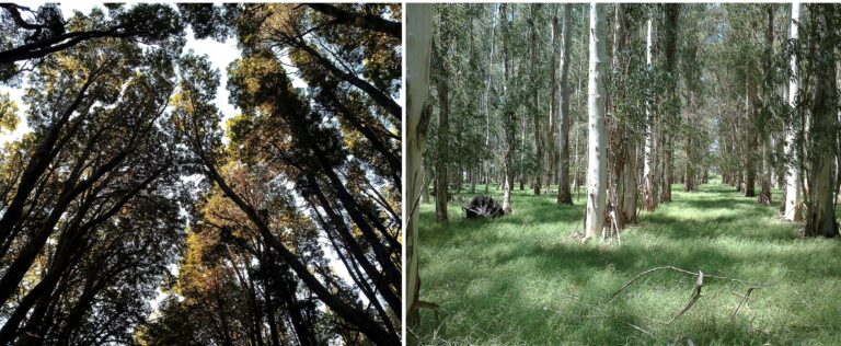 Variables ambientales y de origen humano que determinan el consumo de metano en los suelos de los bosques