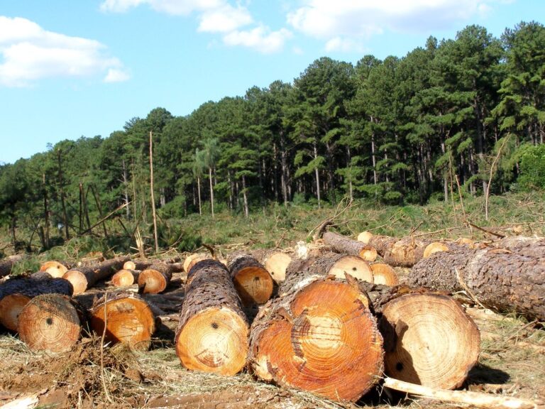 Estancamiento forestal | “La ley 25.080 no cumple el objetivo de promoción de bosques cultivados en el país”, señalan desde CPIA