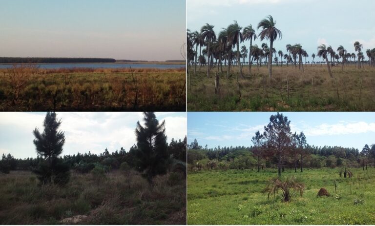 El Observatorio Nacional de Biodiversidad en Plantaciones Forestales y Ecosistemas Asociados