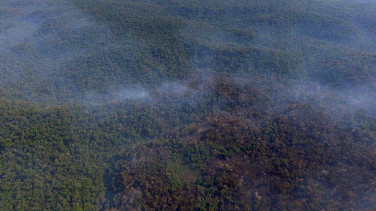 Incendios en Misiones: desde la UNaM señalan la importancia de trabajar en la prevención «para evitar otros desastres» sobre la Selva Misionera