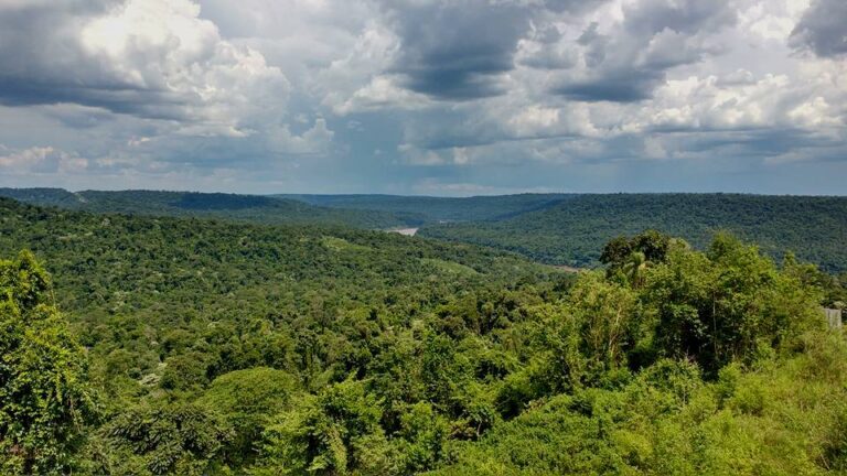 Mercado voluntario de carbono y el debate global por la fijación de precios del carbono forestal