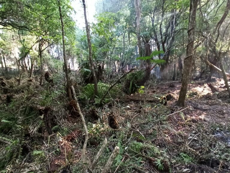Toma de tierras en Misiones: «La de Wanda fue organizada y tiene una magnitud sin precedentes”, dijo Jorge Frowein, concejal y ex intendente de ese municipio