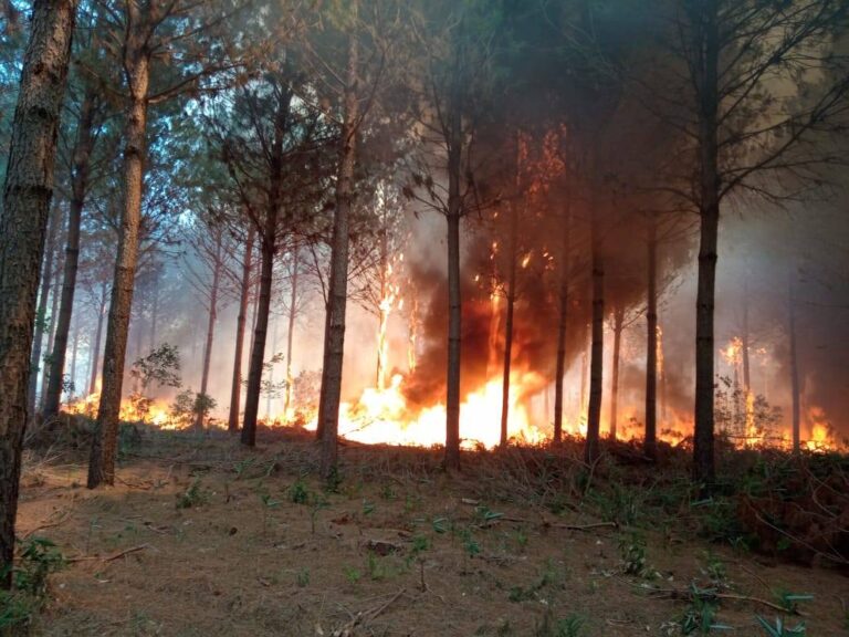 Corrientes se mantiene en alerta crítico por incendios forestales