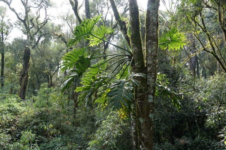 Yabotí: el fuego dañó áreas de la Reserva Natural Cultural Papel Misionero, el remanente más grande de monte primario del Bosque Atlántico y uno de los ecosistemas clave de Sudamérica