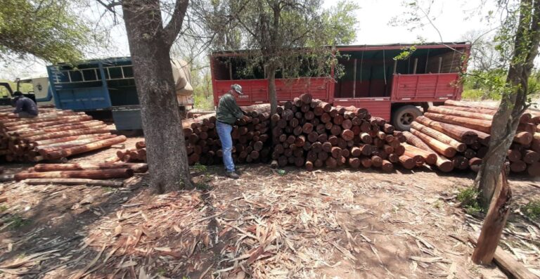 Chaco: en un operativo de control de Bosques incautan 1.400 postes de quebracho colorado