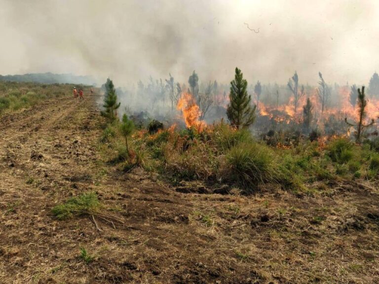 Más de 20 mil hectáreas forestadas quemadas en Corrientes: «Son los peores incendios de la historia, las pérdidas serán millonarias»