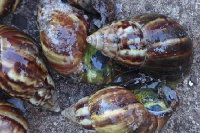 Misiones: Nueva aparición de ejemplares de caracol africano