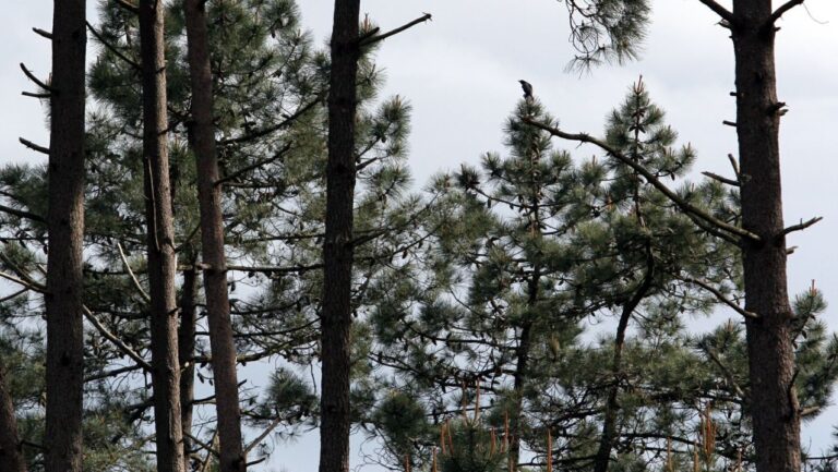 España: las autorizaciones de tala de madera incluirán el cálculo de carbono absorbido en Galicia