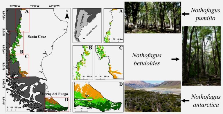 Servicios ecosistémicos: en la búsqueda de bosques de Nothofagus con altos valores de conservación en Patagonia Sur