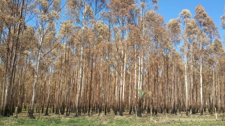 Entre Ríos: Cómo la sequía y calor pueden afectar las forestaciones este verano  