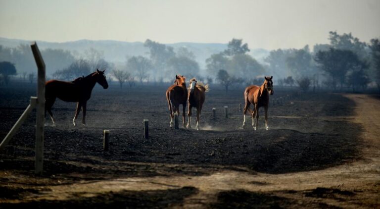 Córdoba: empresarios de la Región Centro rechazan los cambios a la ley de Manejo del Fuego