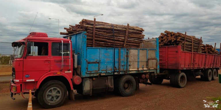 Narcotráfico: secuestraron 309 kilos de marihuana ocultos debajo de un cargamento de rollos de madera en Misiones