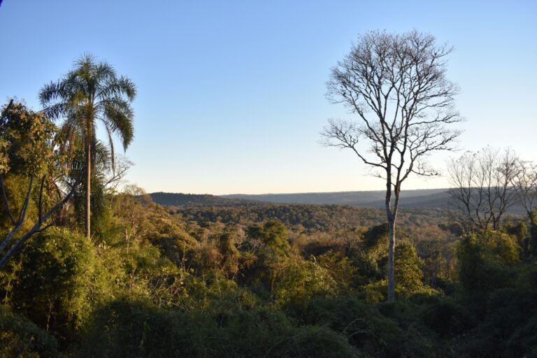 Misiones: la Reserva de Usos Múltiples Guaraní y el desafío de la UNaM de conservar más de 5 mil hectáreas de Selva Misionera