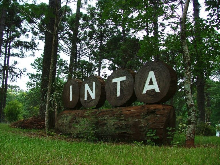 Crisis en el INTA | Preocupación en el sector forestal de Misiones por el futuro de las araucarias, huertos semilleros de pinos y pérdida de décadas de investigación