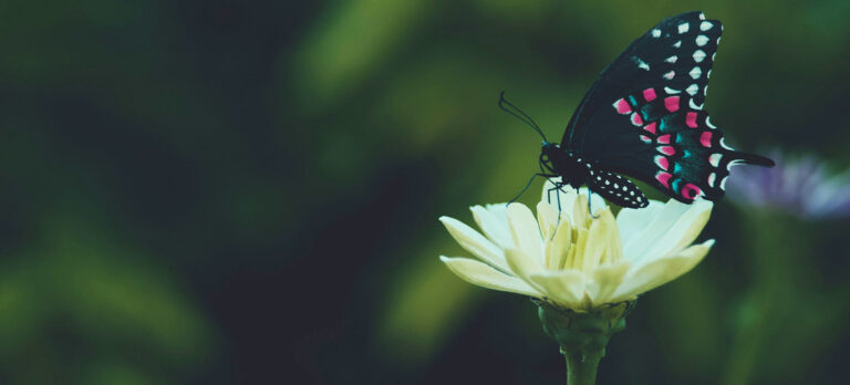 Fundación Vida Silvestre anuncia la primera entrega de premios en reconocimiento a la ciencia ciudadana en Argentina