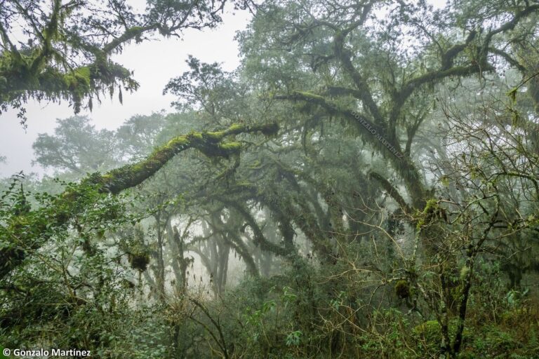 Un recorrido por las Yungas de Catamarca, donde los bosques de pino del cerro son de gran importancia como reguladores naturales de las cuencas hídricas