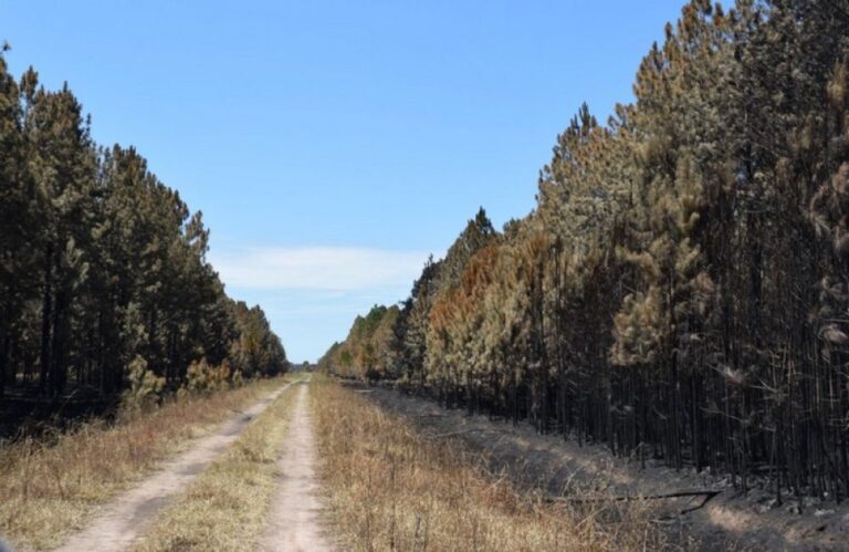 Corrientes: autoridades provinciales estiman que más de 22 mil hectáreas de producción de madera y resina se perdieron por los incendios forestales en Virasoro e Ituzaingó