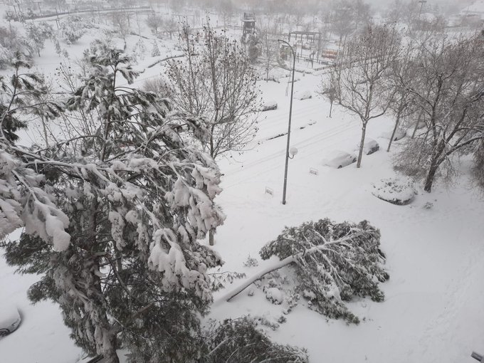 Ingenieros de Montes calificaron a la nevada extraordinaria como la «mayor catástrofe ambiental del Siglo en Madrid»