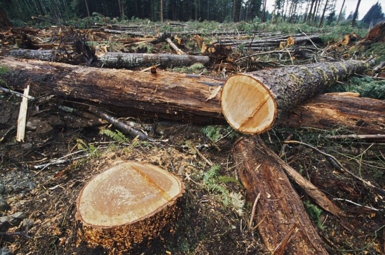 México: buscan impedir la importación de madera proveniente de tala ilegal