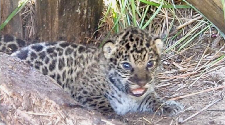 Corrientes: nacieron dos yaguaretés en el PN Iberá y conforman la tercera camada nativa resultado de un trabajo de conservación con la reintroducción de la especie