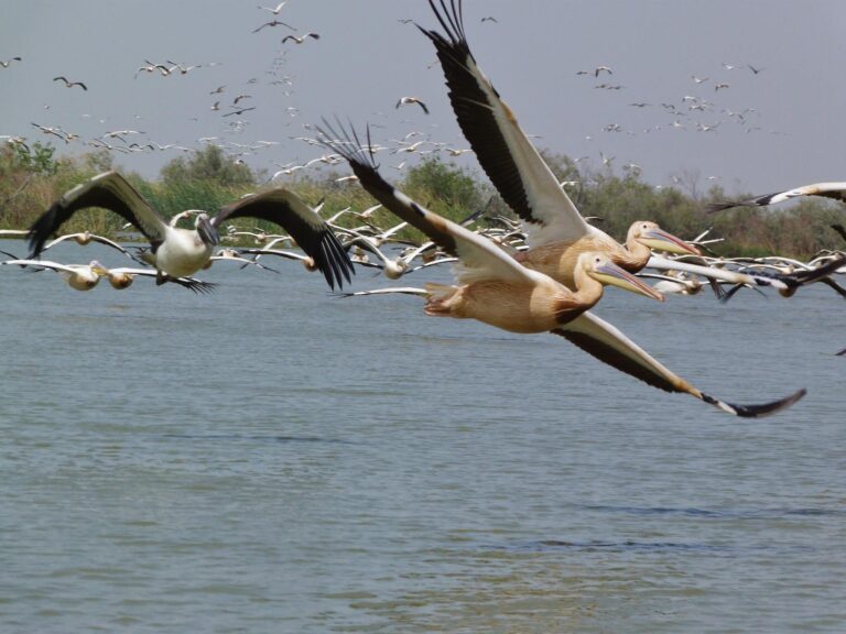 África: más de 700 pelicanos mueren por la Gripe Aviar en un santuario de aves en Senegal 