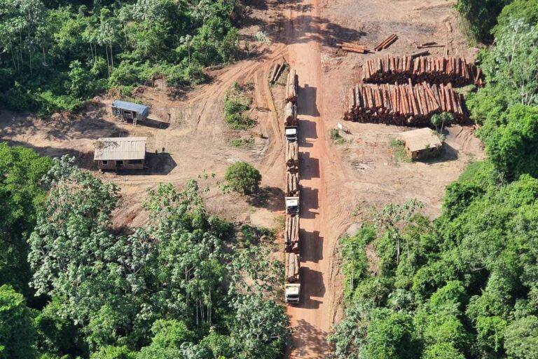 Brasil: polémica por decisión de un juez federal de imponer multa de 200 mil reales a policías que actuaron en la mayor operación contra la tala ilegal de madera en la Amazonía