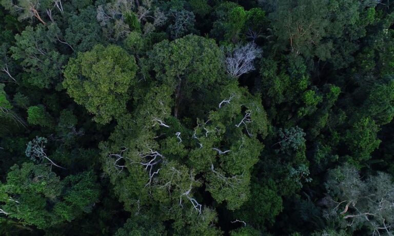 La deforestación en la Amazonía brasileña cae en un 70% en enero, según un informe del gobierno