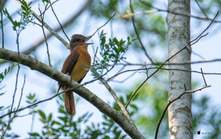 Aves del Bosque Atlántico: Burlisto Cabeza Gris, una especie migratoria avistada en la Reserva Guaraní de la UNaM