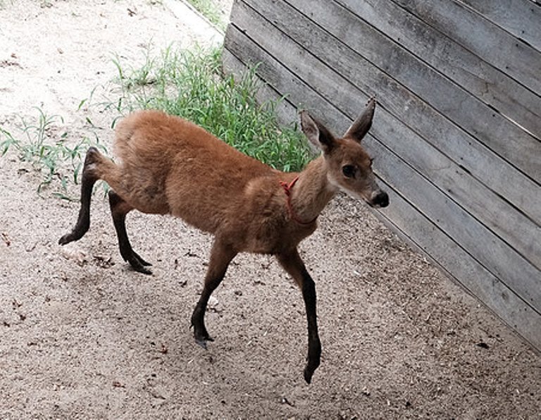 Biodiversidad: rescataron a un Ciervo de los pantanos víctima de cazadores furtivos en el Delta del Paraná