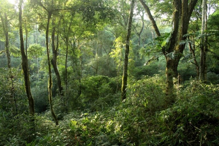 Patricio Lombardi, ministro de Cambio Climático de Misiones: “La provincia es productora de servicios ecosistémicos, poner en valor su biodiversidad no implica ni vender ni ceder nuestra soberanía»