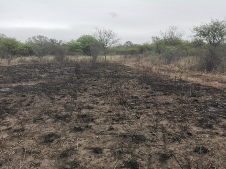 Chaco santiagueño: Las plantas, inadvertidas malabaristas del fuego
