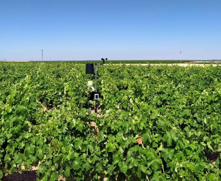 Tecnologías: instalaron una innovadora red de estaciones meteorológicas para controlar desde el móvil los viñedos españoles
