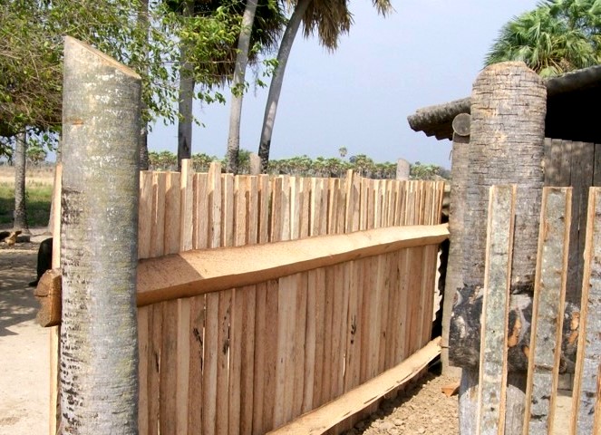 Parque Chaqueño: la Palma Caranday como especie alternativa de producción de madera