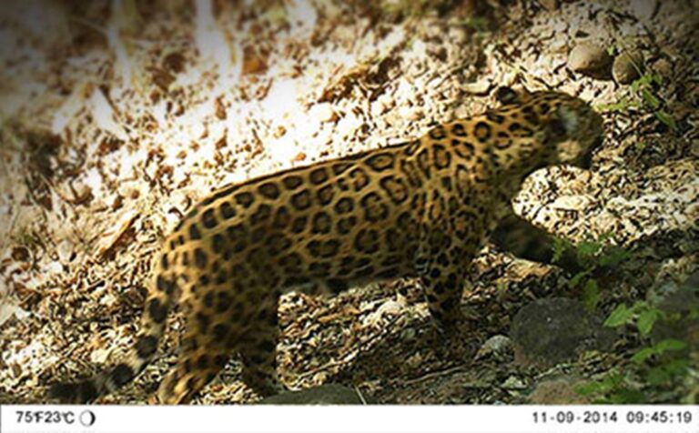 Día Mundial de la Vida Silvestre: los paisajes productivos protegidos son aliados de la conservación de la naturaleza en las yungas jujeñas