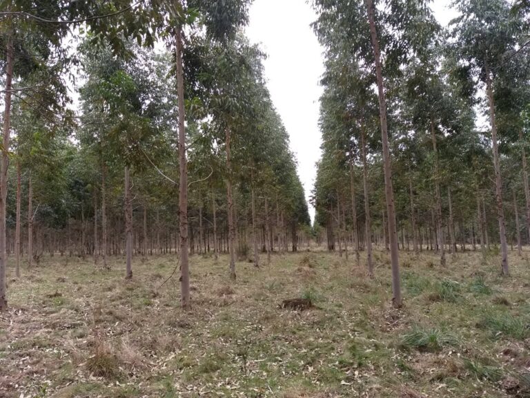 Las forestaciones en la cuenca del río Uruguay y las nuevas tecnologías