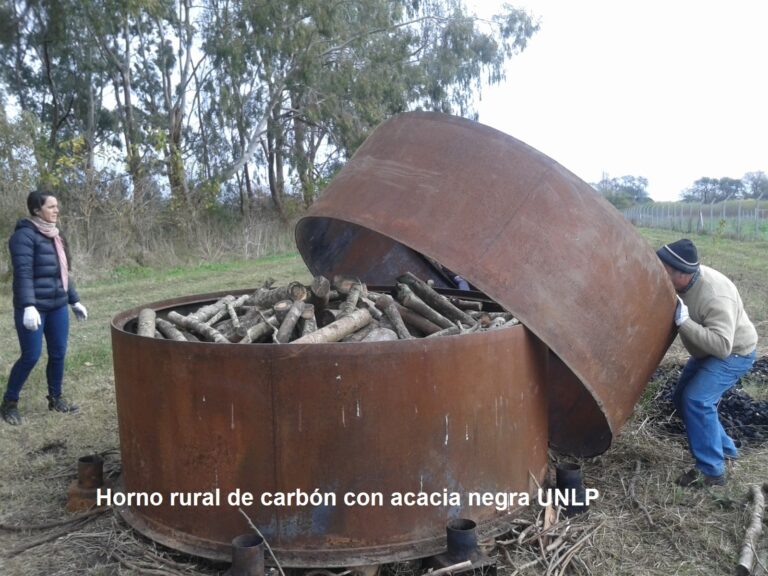 Las alternativas para el campo con la Acacia negra: “Con buen manejo técnico no es un problema, es un beneficio”