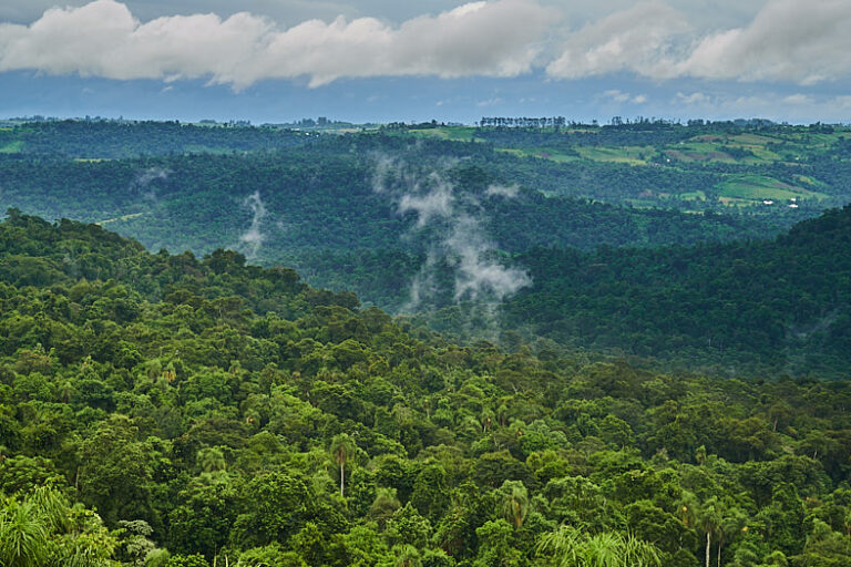 Impulsan diversas campañas de reforestación en Misiones para recuperar áreas dañadas por los incendios 
