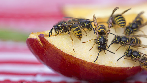 Argentina estableció el listado oficial de especies exóticas invasoras y potencialmente invasoras del país